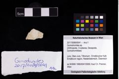 Foto (Objekt + Etikett) von Goniodromites sp.  (NHMW-GEO-2017-0089-0041)
